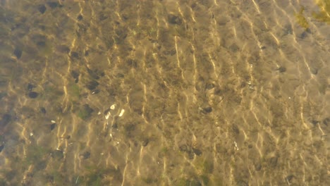 vista aérea de las ondulantes aguas poco profundas - fondo de playa de arena lleno de mejillones cebra y vegetación