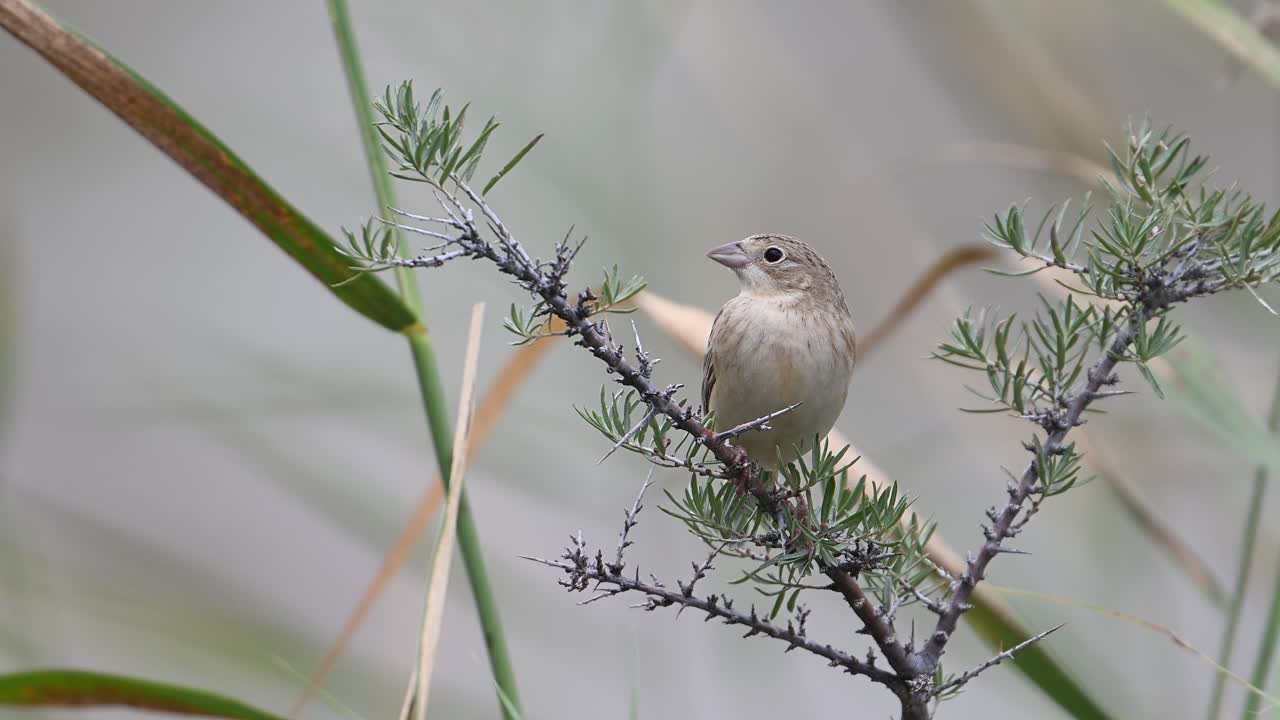 Black-headed bunting, Emberiza melanocephala Perching on bush