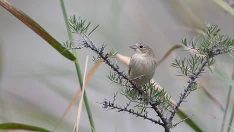 black-headed bunting, emberiza melanocephala perching on bush