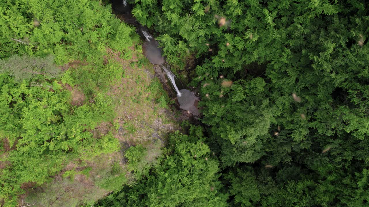 Static shot of a swarm of insects flying above a waterfall in a forest, disgusting view of insects