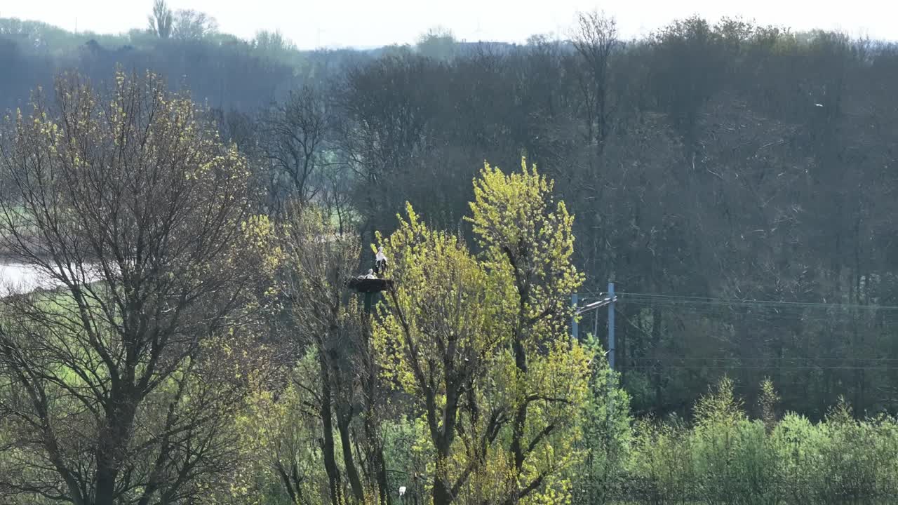 둥지 에 있는 호랑이 들, 봄 의 숲 장면