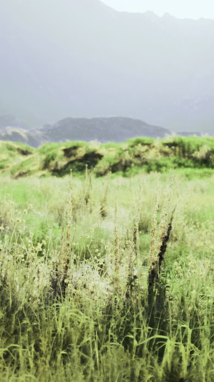 Lush green grassland under misty mountains during early morning light