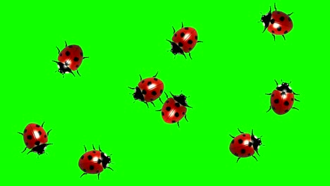 swarm of ladybugs, cg animated on green screen, seamless loop