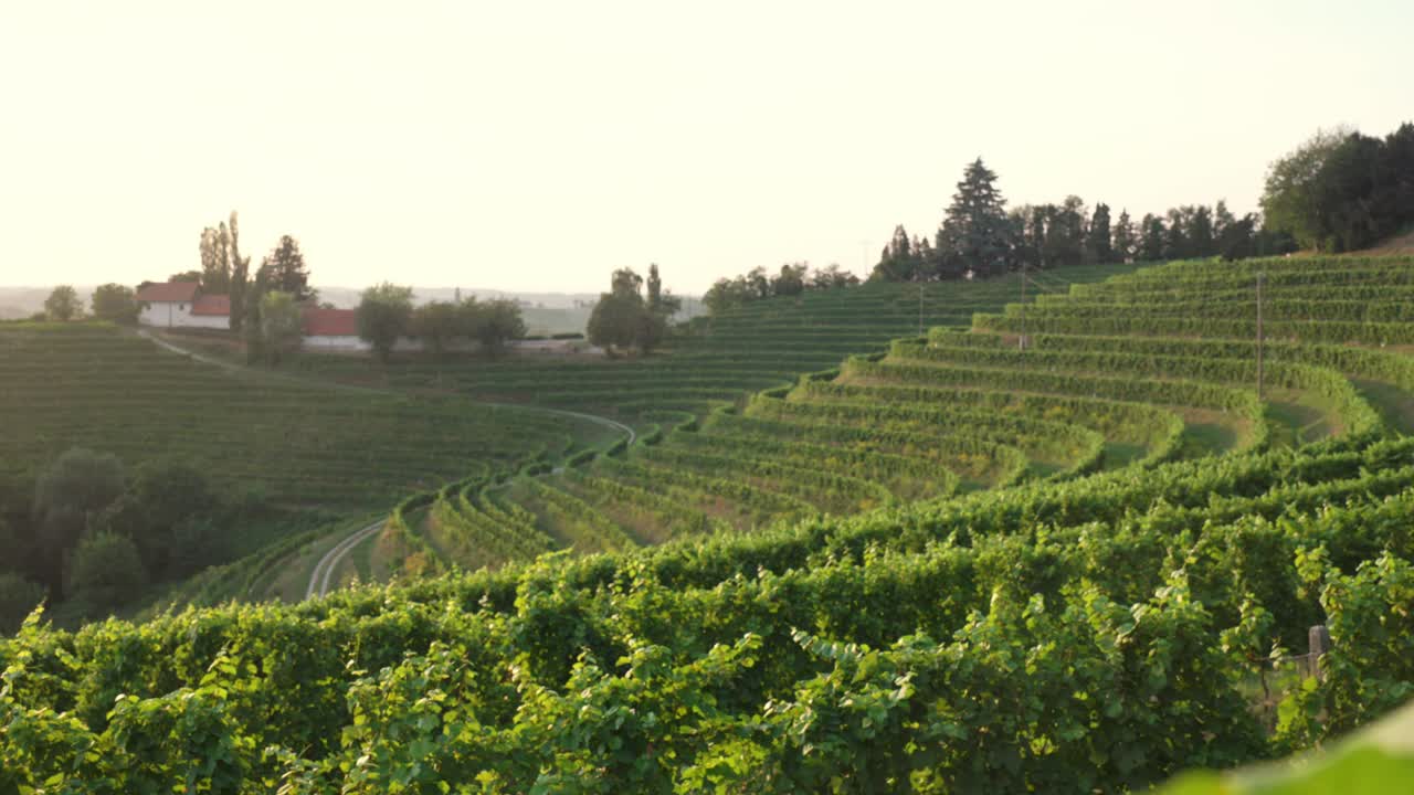 Paesaggio di vigneti terrazzati visto attraverso foglie di vite verde chiaro nella soffusa luce della sera