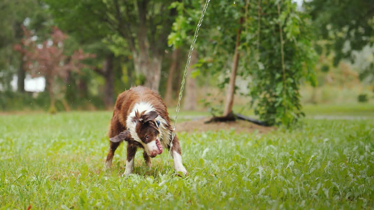 un gran pastor bebe ansiosamente agua de una manguera en el patio de una cabaña privada