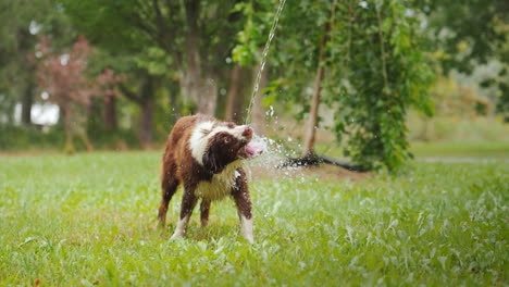 A-Big-Shepherd-Eagerly-Drinks-Water-From-A-Hose-In-The-Yard-Of-A-Private-Cottage