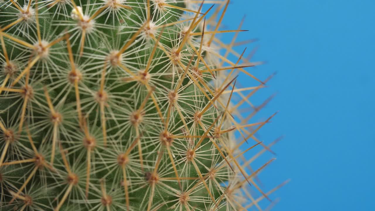 close up de la vieja planta de cactus girando a su alrededor en el fondo de la pantalla azul