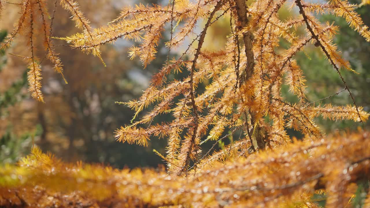 Golden hour sunlight hitting yellow pine leaves of Larch Tree, fall season