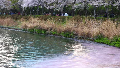 Cherry-blossom-petals-falling-like-rain-on-to-the-lake