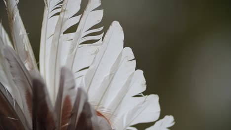 cinematic look of the real chicken feathers part of a bulgarian kuker mask