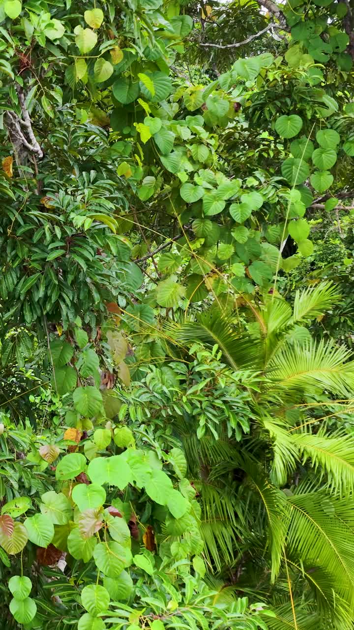 Vista aérea de la densa y vibrante copa de la selva tropical en Port Douglas, mostrando una diversa vida vegetal y una exuberante vegetación.