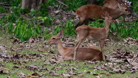 El-Ciervo-Del-Campo-Es-Una-Especie-En-Peligro-De-Extinción-Debido-A-La-Pérdida-De-Hábitat-Y-La-Caza