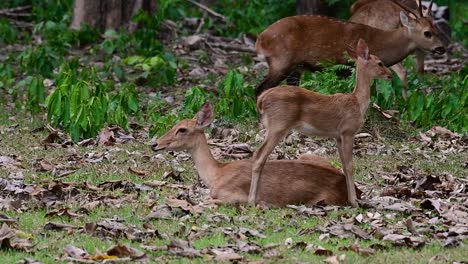 el ciervo del campo es una especie en peligro de extinción debido a la pérdida de hábitat y la caza