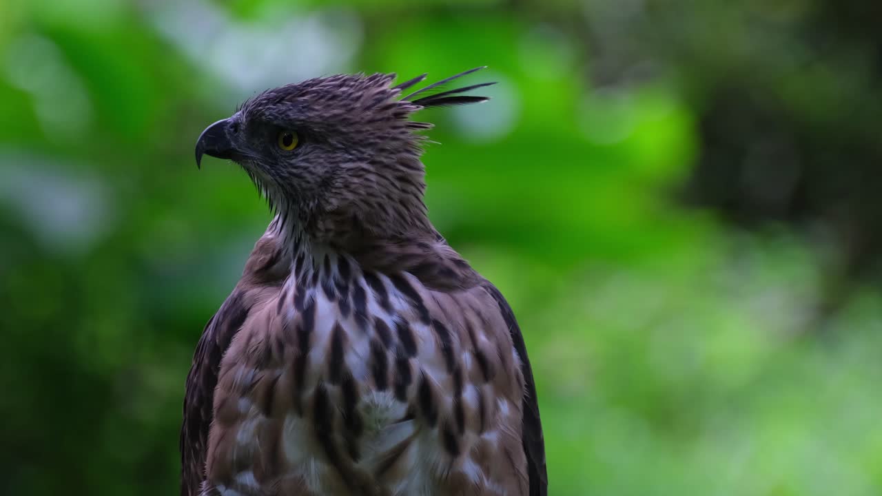mirando a la izquierda mientras la cámara se aleja, nisaetus pinskeri, águila halcón de pinsker, filipinas