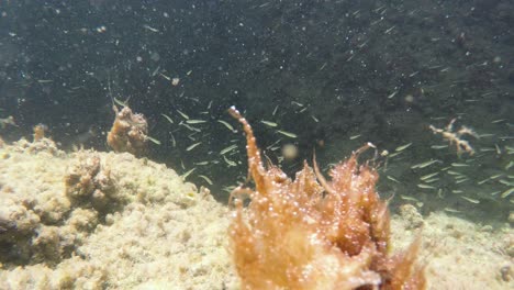 Inside-a-rock-formation-in-sea,-where-the-fish-are-having-a-place-to-grow-up