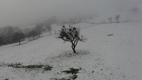 árbol-Espeluznante-En-Medio-De-Un-Campo-En-Invierno