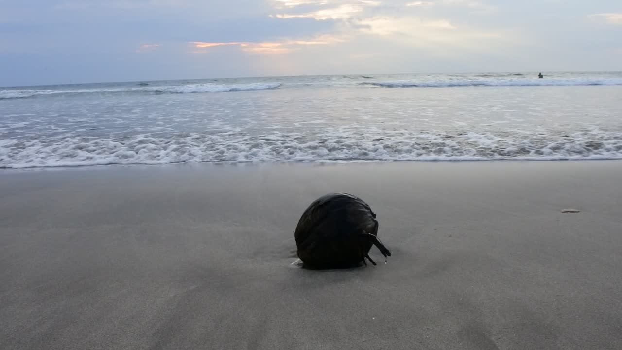 vecchia noce di cocco colpita dalle onde