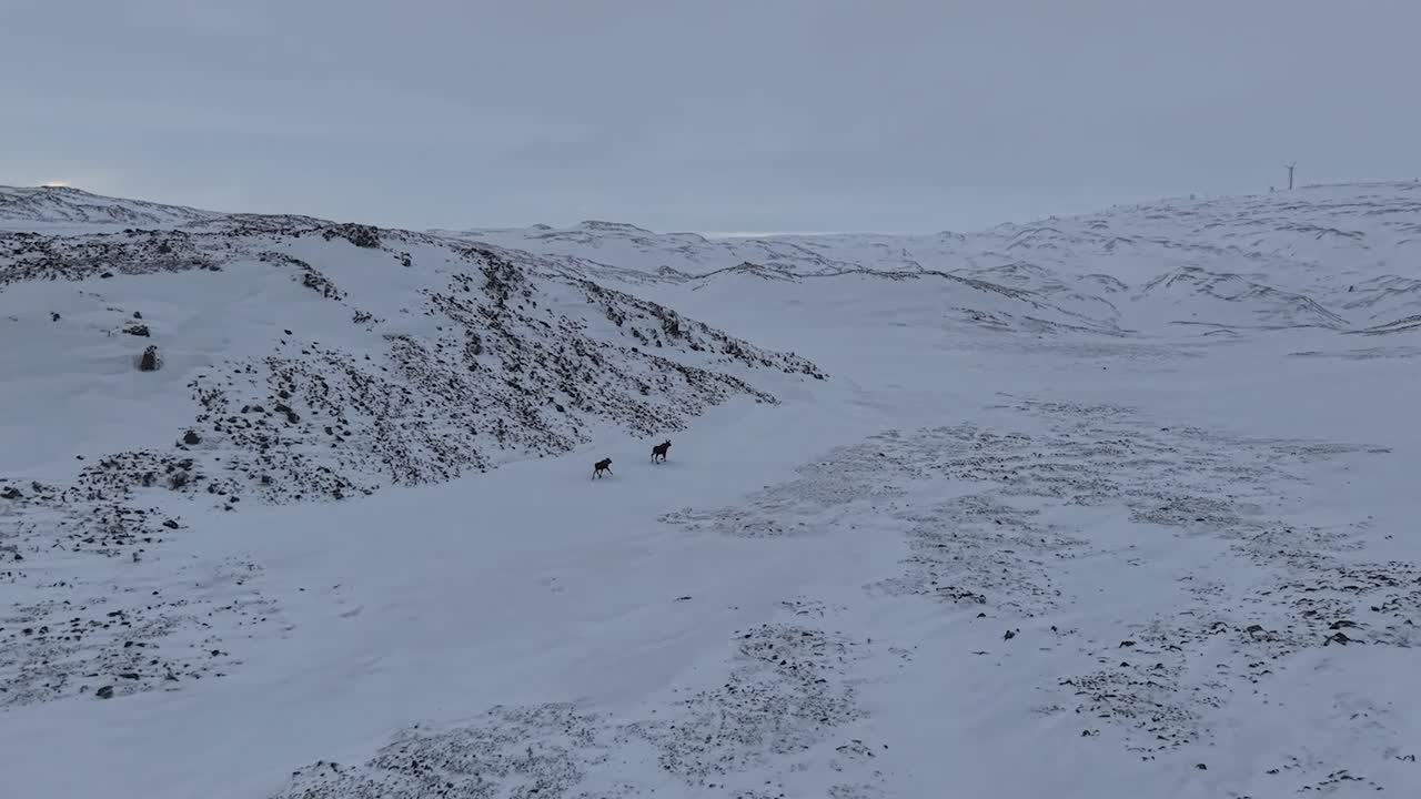 Aerial drone footage of two reindeer running and moving on white winter covered ground and mountains in Norway during evening when sky is cloudy and slightly orange. The animals are running further.