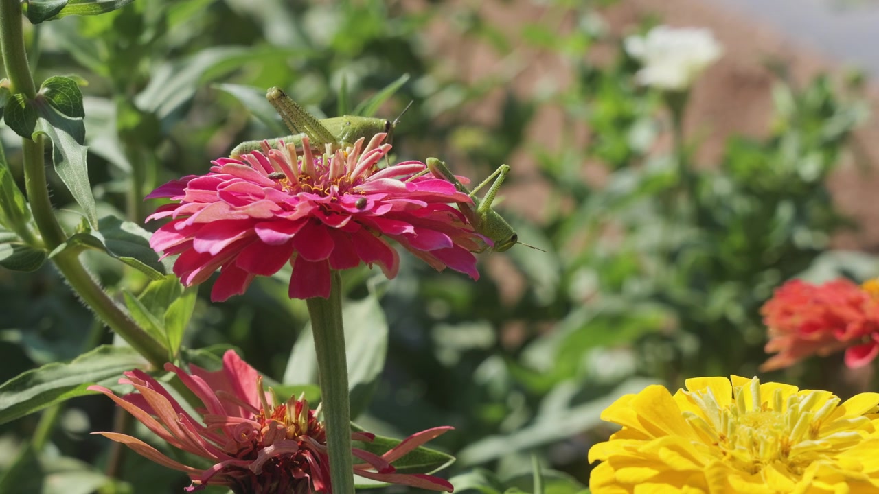 Una cavalletta si posa su una zinnia rossa in un'aiuola, slow motion