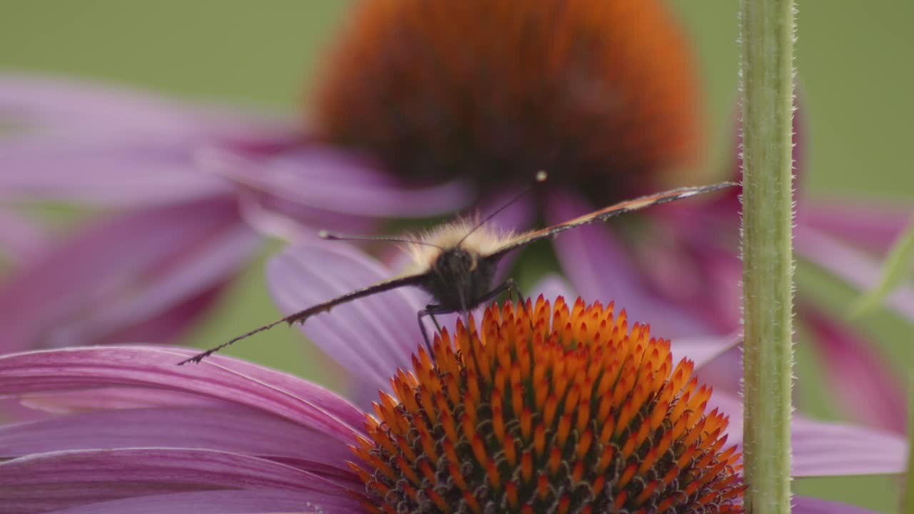 una pequeña mariposa de tortuga se alimenta de flores mientras lucha contra el viento