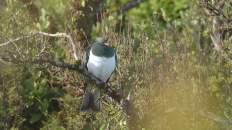 paloma de madera kereru solitaria sentada en una rama de árbol en la playa de neils en nueva zelanda