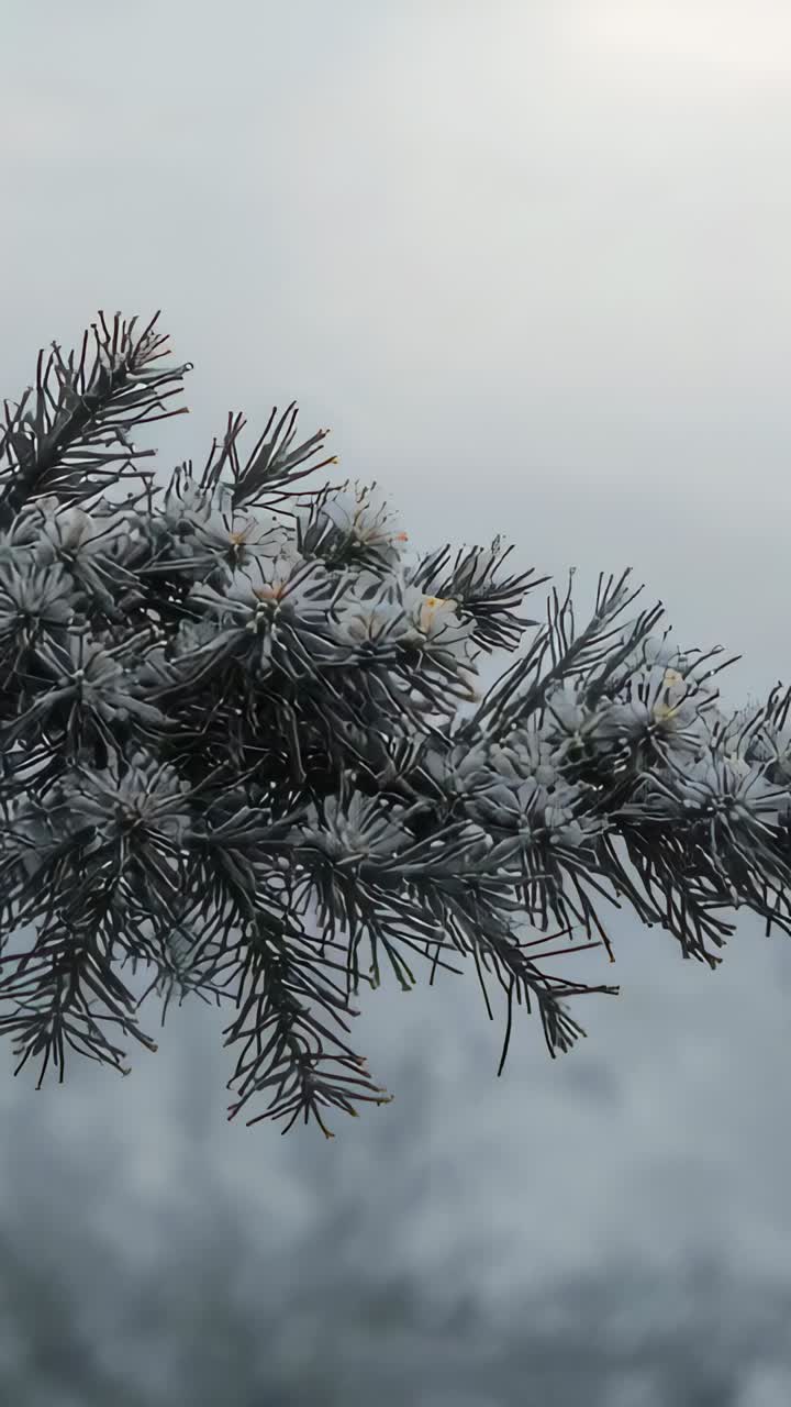Vertical video: Entering frosted pine branch swaying in park as sky brightens, needles catching sun