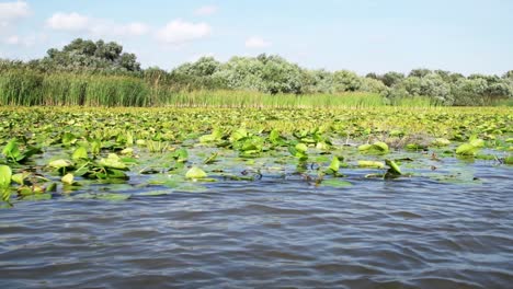 Nymphaea-Alba-Und-Gemeines-Schilf-Im-Flussdelta---Europäische-Weiße-Seerose,-Die-Auf-Dem-Plätschernden-Wasser-Des-Donaudeltas-In-Tulcea,-Rumänien,-Europa-Schwimmt---Blick-Von-Einem-Kreuzfahrt-schnellboot