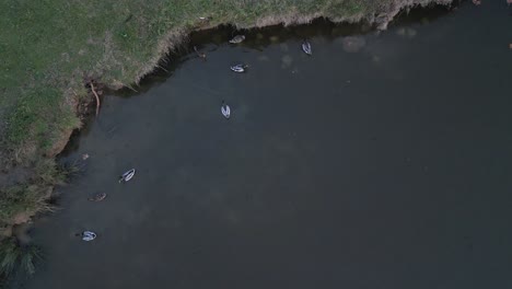 Patos-Salvajes-Agrupados-En-La-Orilla-Del-Lago-Bourg,-Francia