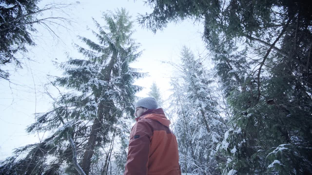 hombre admirando altos pinos cubiertos de nieve en el bosque de invierno