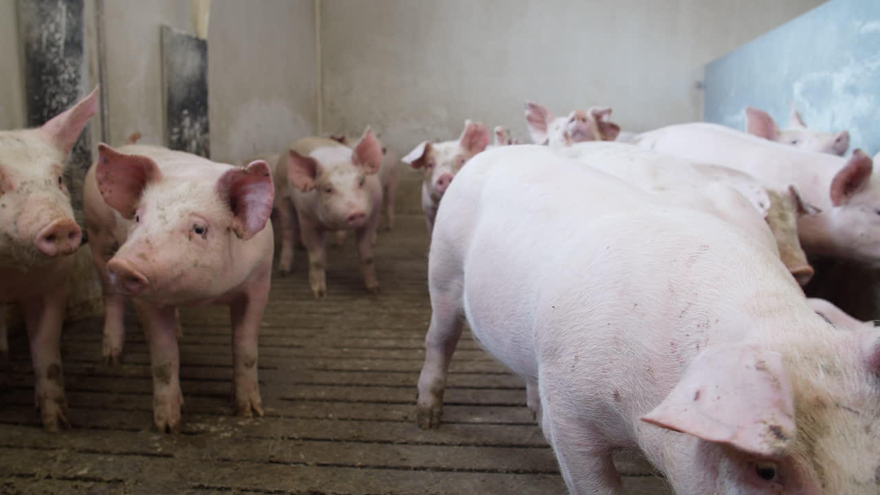 농장의 어린 돼지