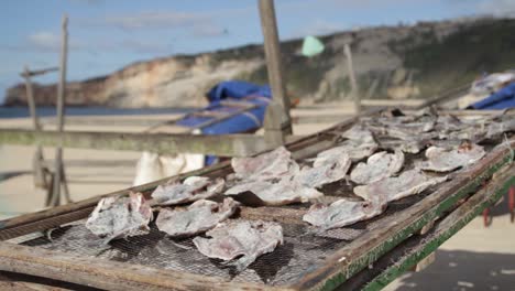 pescado seco, al aire libre, en la playa de nazaré en portugal, se mantiene la tradición de secar el pescado para los días de escasez.
