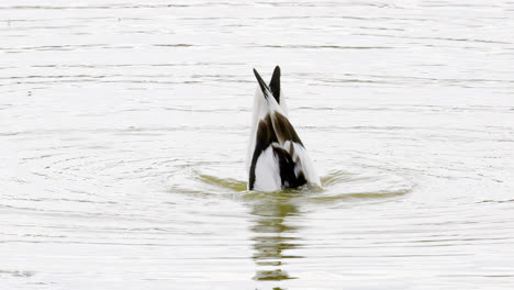 Avocet-wading-seabird-feeding-on-the-marshlands-of-the-lincolnshire-coast-marshlands,-UK