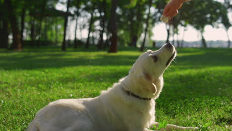 man hand giving dog food training sit command. lazy dog lying in summer park.