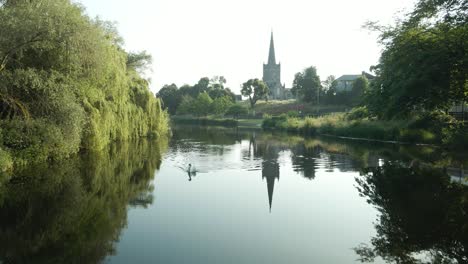 swan over river suir with saint paul church tower at the background during sunrise in cahir, ireland