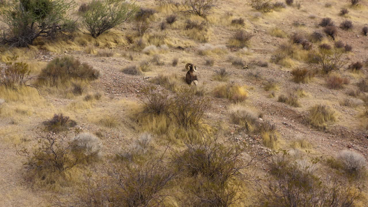 borrego cimarrón descansando solo en el hábitat natural de las dunas de arena del desierto, vista aérea de la vida silvestre en el parque natural del valle del fuego nevada