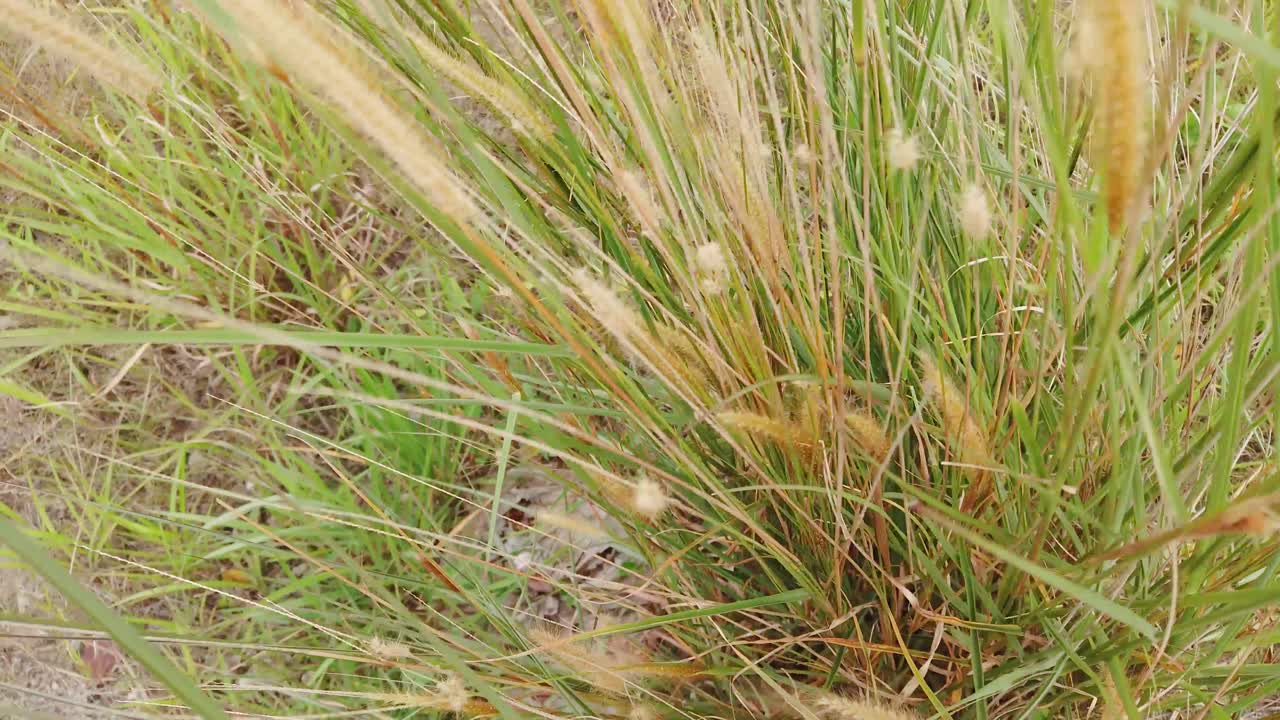 vista desde la parte superior de la hierba arrastrada por el viento