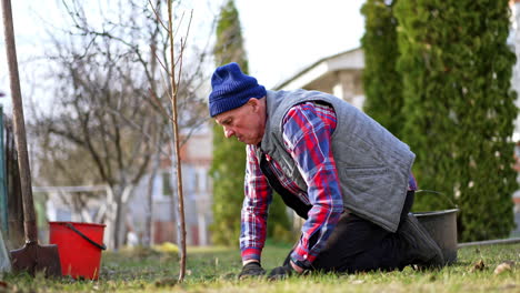 old male farmer in checkered shirt and vest kneeled near the new-planted tree. gardener thumbs the ground around the tree.