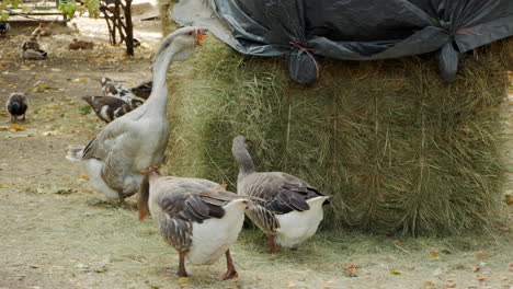 geese and ducks eating hay