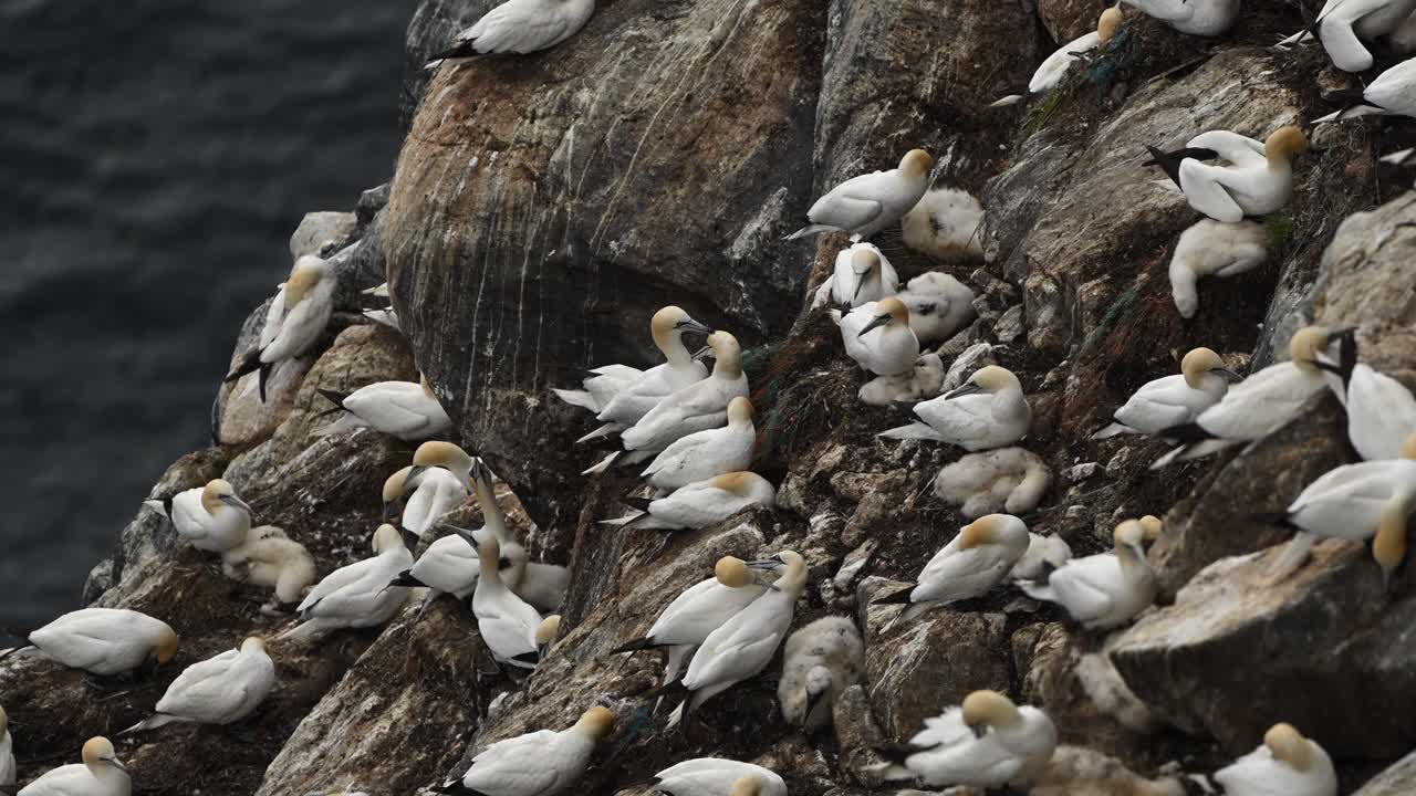 Slow motion telezoom clip of northern gannets resting and nesting on steep coastal cliff. Ocean in background as birds sit, lay, and fly near colony site