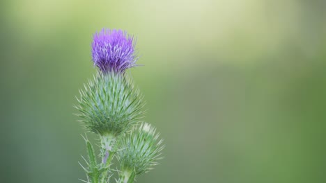 close up shot of an isolated spear thistle flowered against a blurry background