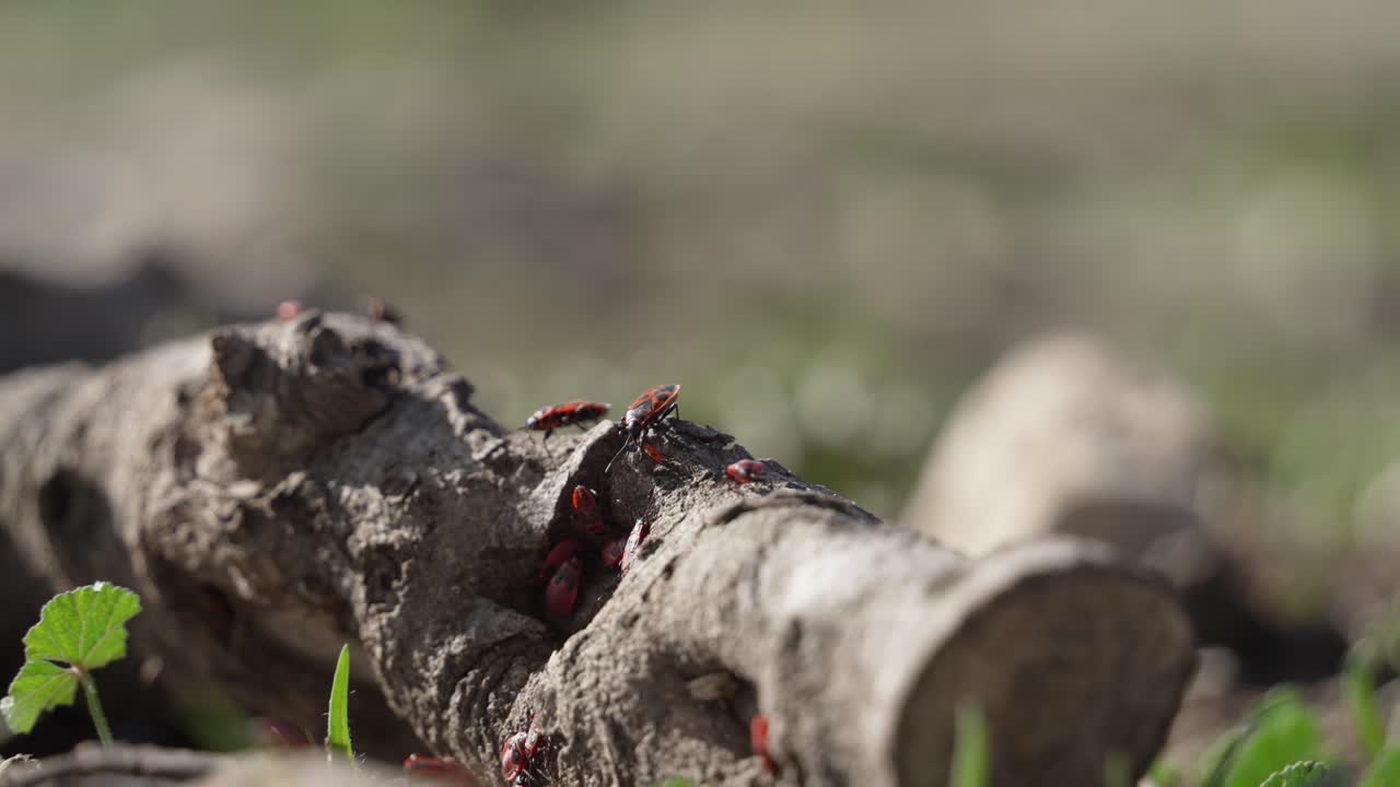 insectos rojos de plantas que se arrastran en una rama caída