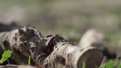 Insectos-De-Plantas-Rojas-Arrastrándose-Sobre-Una-Rama-Caída