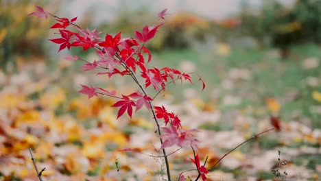 red japanese maple in windy autumn day