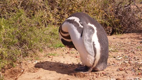 Magellanic-Penguin-standing-besides-its-burrowed-nest-preens-its-feathers-keeping-them-in-top-condition