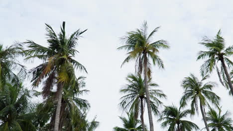 Palm Trees Along the Road Looking Upward While Riding Alongside Tall Coconut Trees