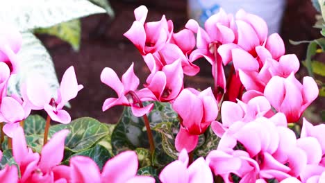 pink flowers