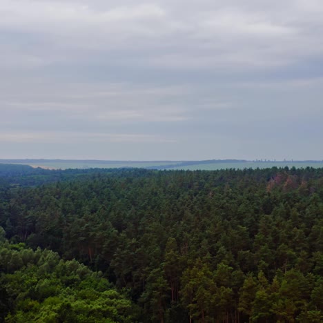 aerial view of evergreen trees
