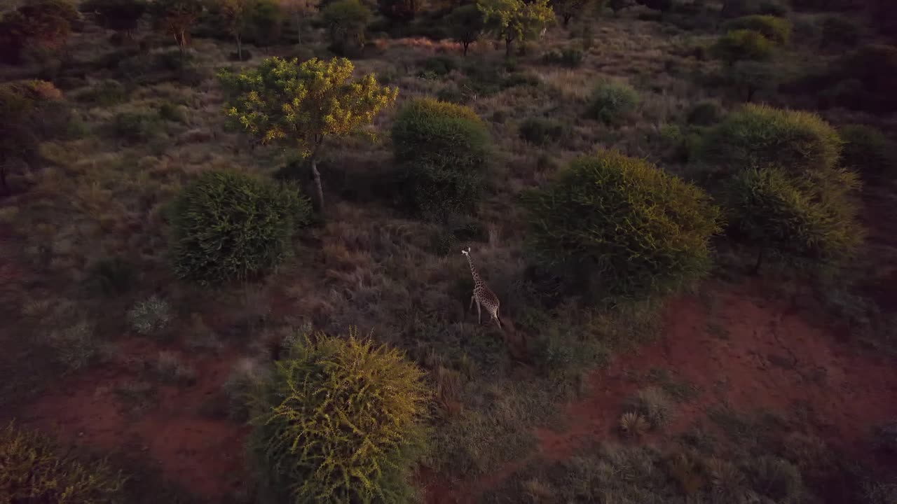 Lonely giraffe walking through the South African savannah in the evening