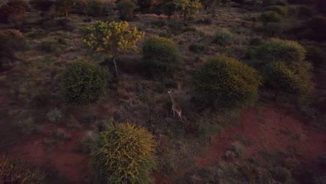 lonely giraffe walking through the south african savannah in the evening