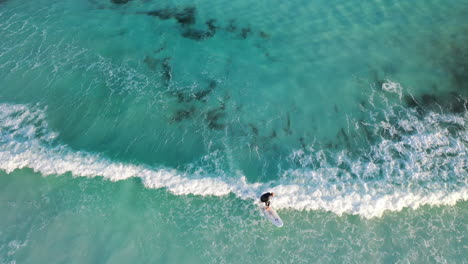 birdseye aerial view of lonely surfer on board and waves at lucky bay esperance, southwester australia coastline, top down drone shot